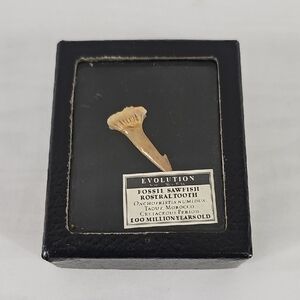 Fossil Sawfish Rostral Tooth Display